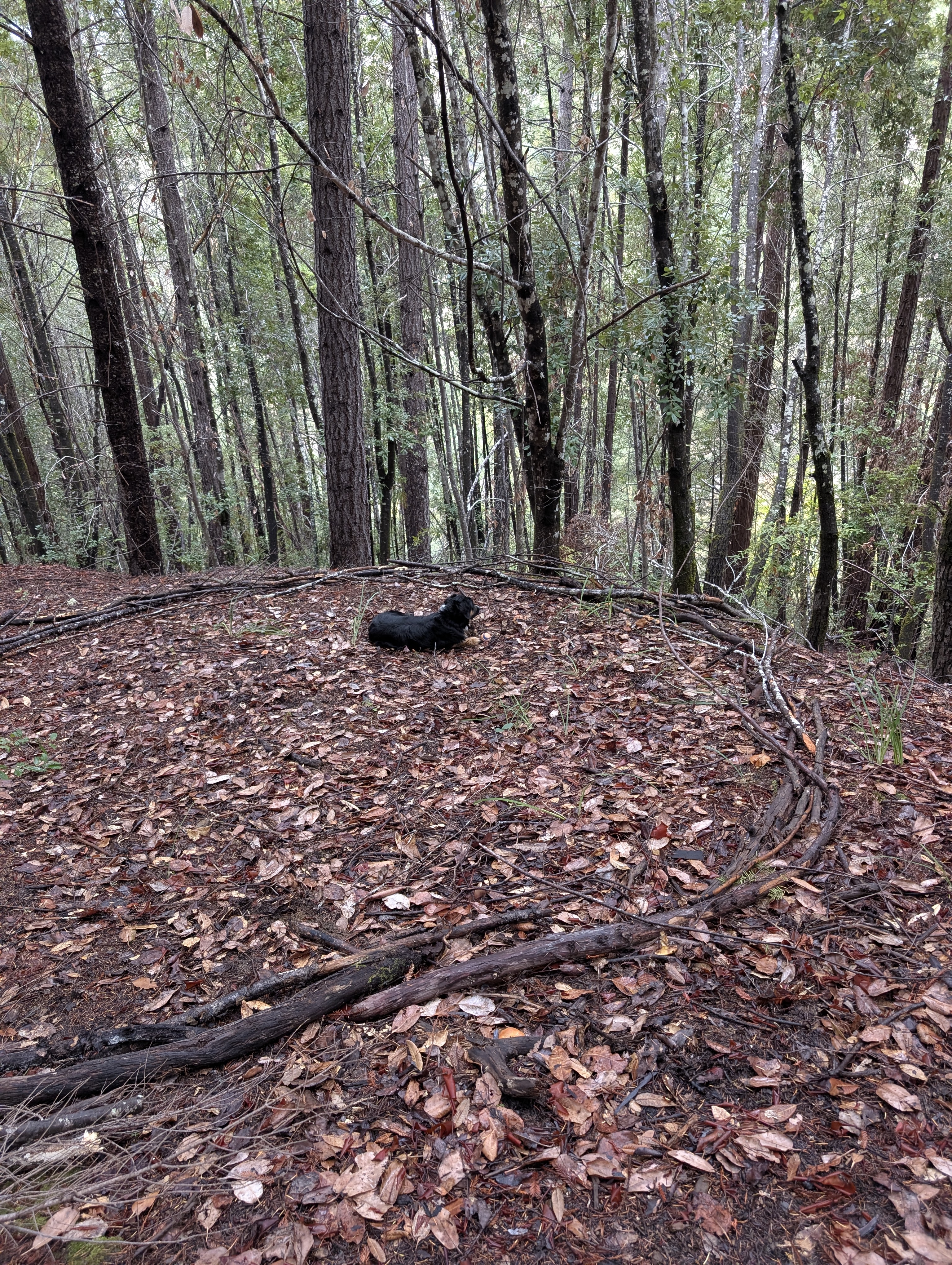 Circular spiral pattern made with branches on the forest floor
